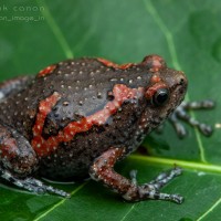 Uperodon taprobanicus Parker, 1934